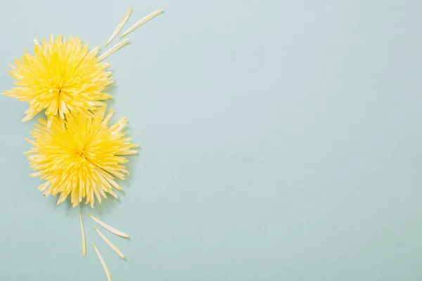 Crisantemo Amarillo Sobre Fondo Papel Verde — Foto de Stock