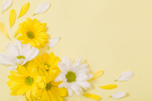 yellow and white chrysanthemum on yellow  paper background