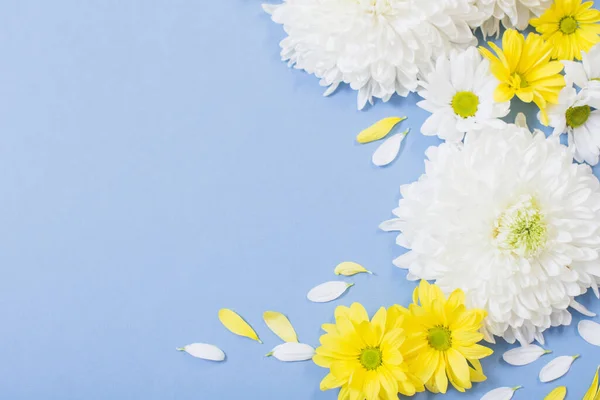 Crisantemo Blanco Amarillo Sobre Fondo Papel Azul —  Fotos de Stock