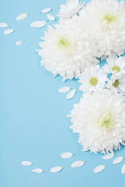 Crisantemo Blanco Sobre Fondo Papel Azul — Foto de Stock