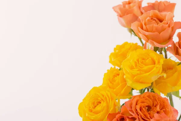 Оранжевые Желтые Красивые Розы Белом Фоне — стоковое фото