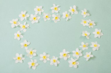 Yeşil kağıt arka planda beyaz narsis