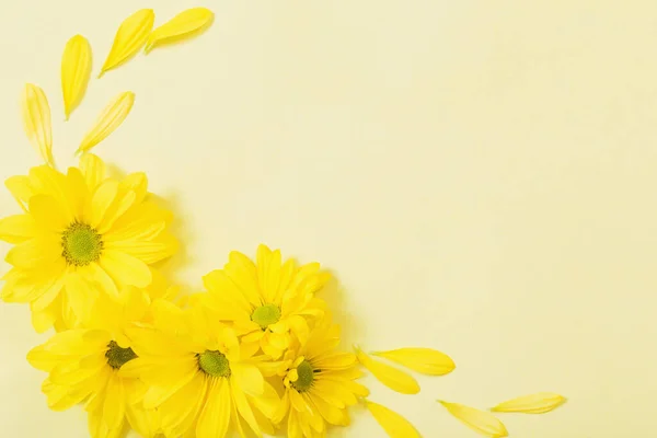 Chrysanthème Jaune Sur Fond Papier Jaune — Photo