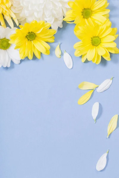 Chrysanthème Blanc Jaune Sur Fond Papier Bleu — Photo