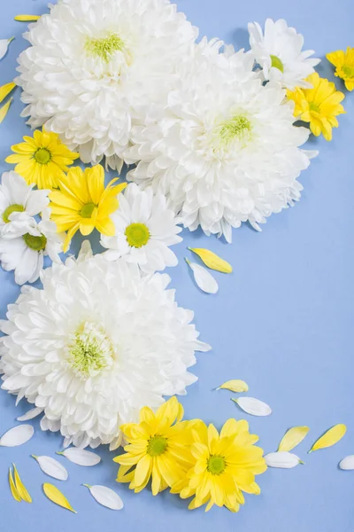 Crisântemo Branco Amarelo Sobre Fundo Papel Azul — Fotografia de Stock