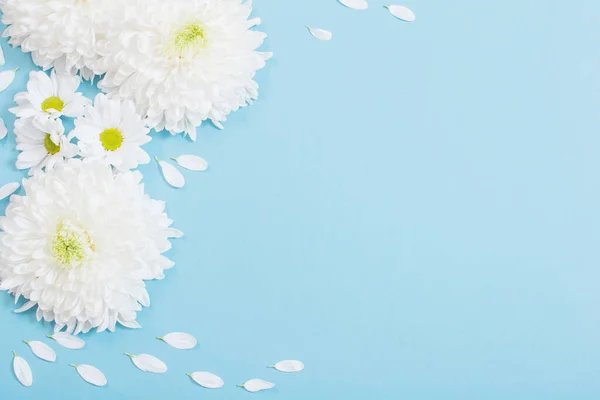 Weiße Chrysantheme Auf Blauem Papier Hintergrund — Stockfoto