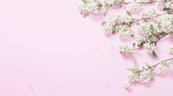 Białe Wiosenne Kwiaty Różowym Tle Papieru — Zdjęcie stockowe