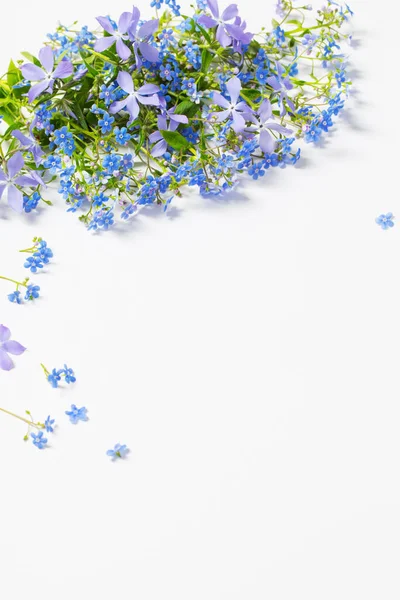 Jarní Květiny Bílém Pozadí — Stock fotografie