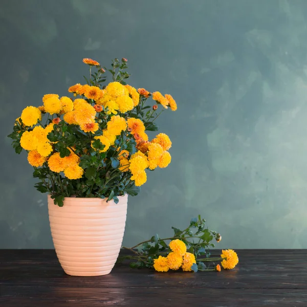 背景绿墙上的盆栽菊花 — 图库照片