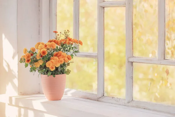 在旧的白色窗台上的花盆里放着菊花 — 图库照片