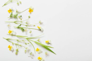 Beyaz arkaplanda yabani çiçekler
