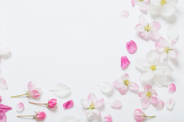 Roze Witte Appelbloemen Witte Achtergrond — Stockfoto
