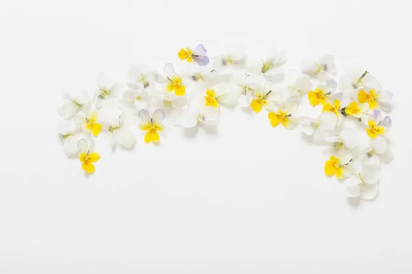 Viola Fiori Sfondo Bianco — Foto Stock