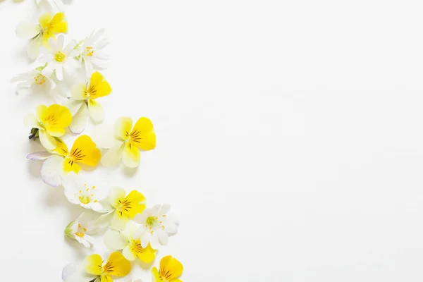 白い背景のビオラの花 — ストック写真