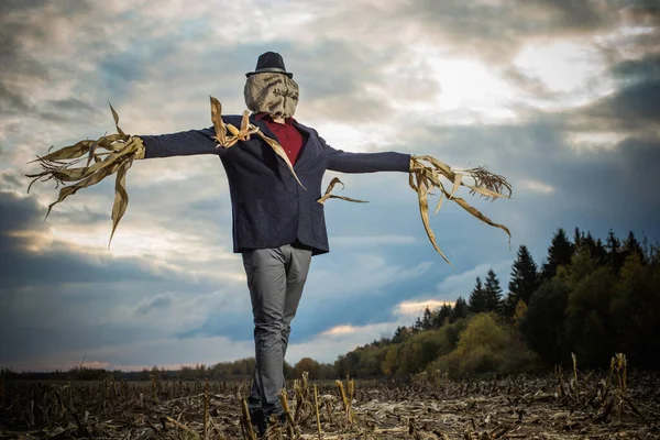 Fågelskrämman Står Höstfältet Mot Natthimlen — Stockfoto