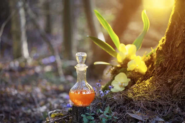 Potion Magique Bouteille Dans Forêt Fées — Photo