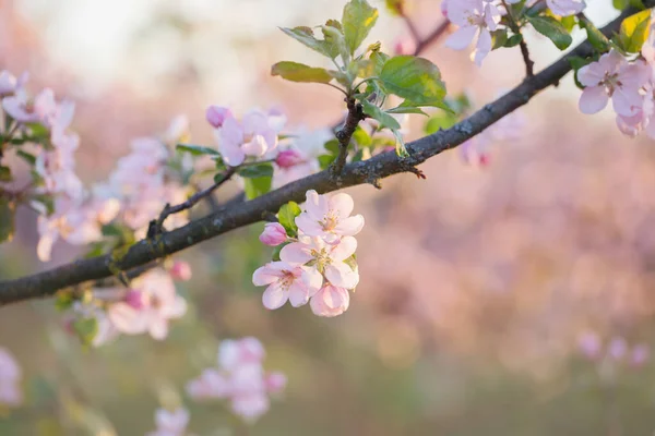 Flores Manzana Rosa Blanca Luz Del Sol Aire Libre — Foto de Stock