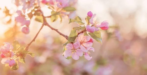 Ροζ Και Λευκά Άνθη Μήλου Στο Φως Του Ήλιου Εξωτερική — Φωτογραφία Αρχείου