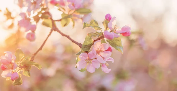 Flores Manzana Rosa Blanca Luz Del Sol Aire Libre — Foto de Stock