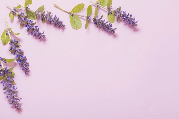 Hermosas Flores Verano Sobre Fondo Rosa —  Fotos de Stock