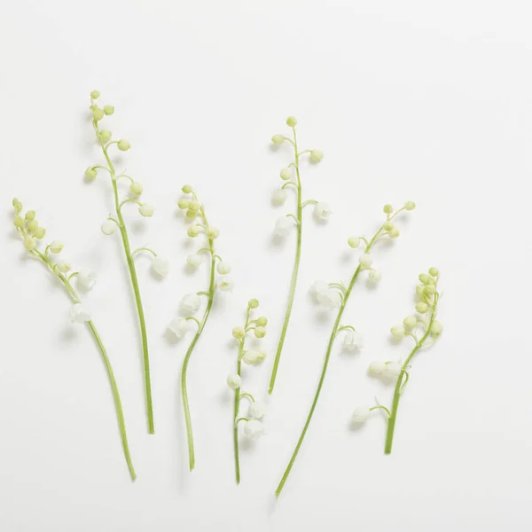 Kan Lelie Bloemen Witte Achtergrond — Stockfoto