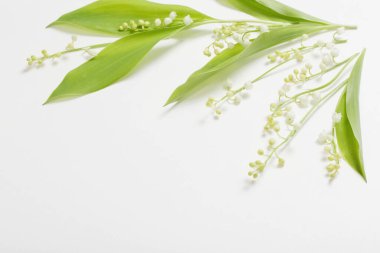 Beyaz arka planda zambak çiçekleri