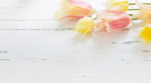 Rózsaszín Sárga Tulipán Festett Háttér — Stock Fotó