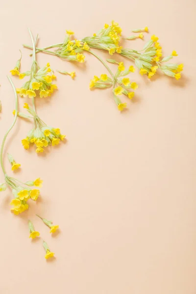 Жовті Первоцвіти Помаранчевому Паперовому Фоні Паперовому Фоні — стокове фото