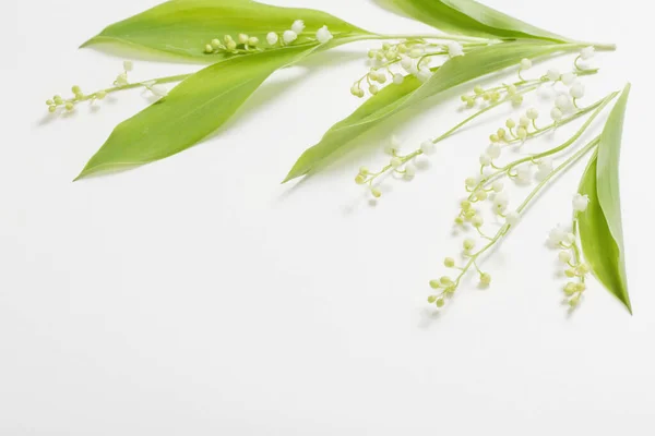 Kan Lelie Bloemen Witte Achtergrond — Stockfoto