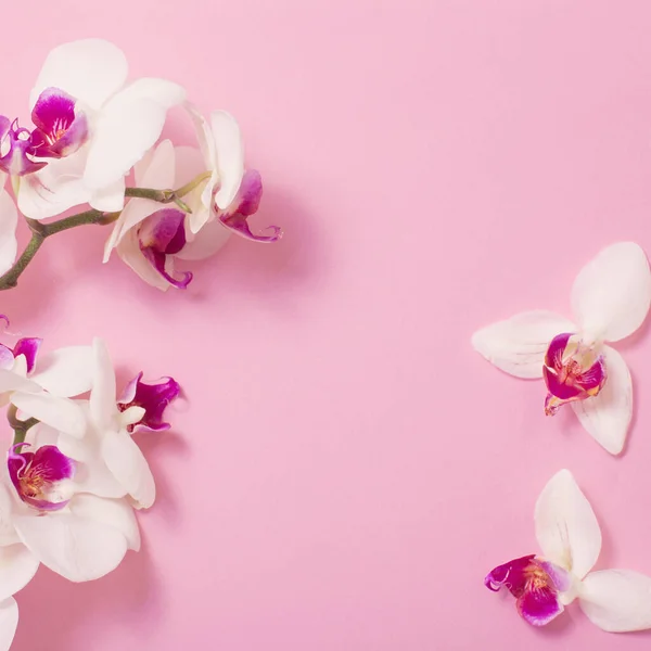 Λευκά Λουλούδια Ορχιδέας Ροζ Χάρτινο Φόντο — Φωτογραφία Αρχείου