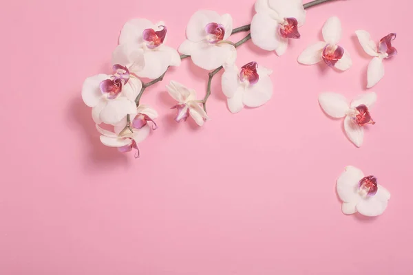 粉色纸背景的白色兰花 — 图库照片
