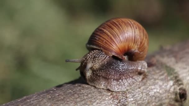 Grape snail, Europes largest snail crawls — Stock Footage Grape snail, Europes largest snail crawls Stock Video