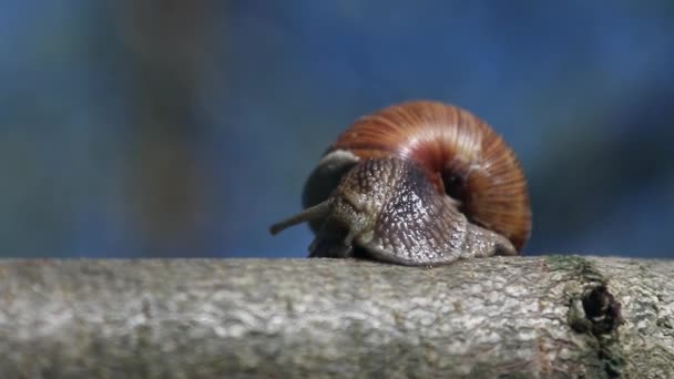 Grape snail, Europes largest snail crawls — Stock Footage Grape snail, Europes largest snail crawls Stock Footage