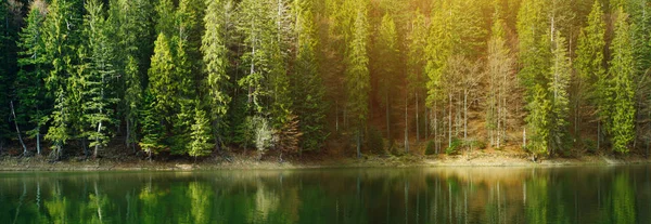 Foreset Med Solljus Nära Den Karpatiska Sjön Sivevir — Stockfoto