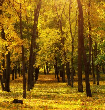 Güneş ışığı ile sarı renkli sonbahar park