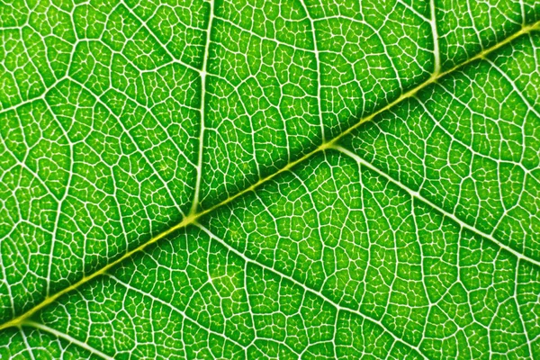 Macro Green Leaf Details — Stock Photo, Image