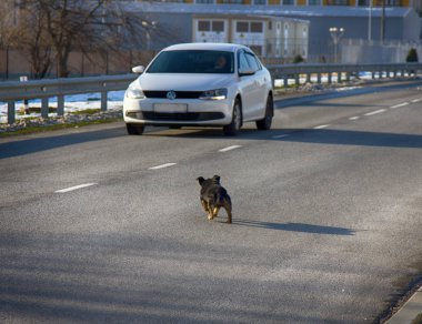 Araba yol üzerinde bir köpek saldırmak