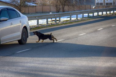Araba yol üzerinde bir köpek saldırmak