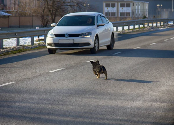 Araba yol üzerinde bir köpek saldırmak
