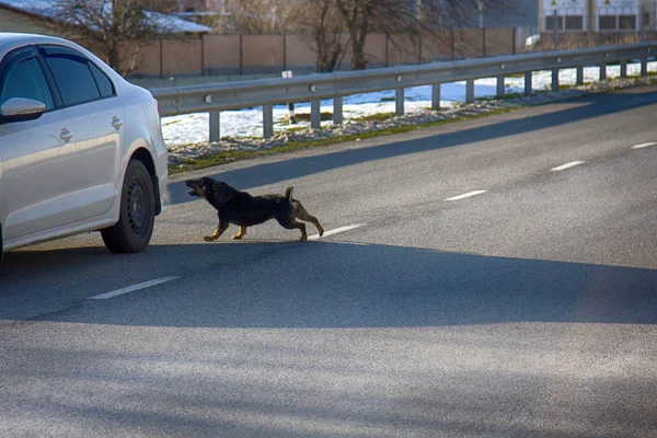 Bil som attackerar en galen hund på väg — Stockfoto