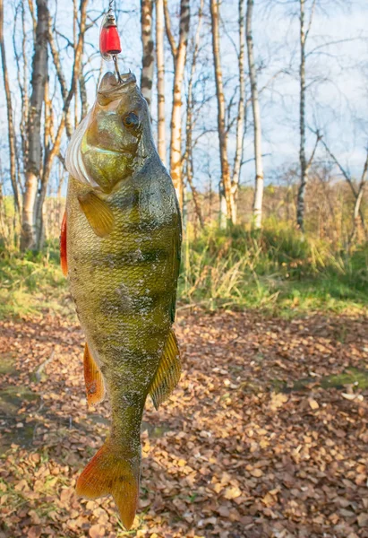 Appena fuori acqua grande persico — Foto Stock