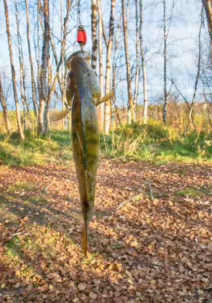 Einfach aus dem Wasser großer Barsch — Stockfoto