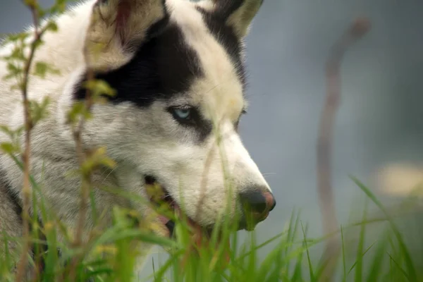 Cão de estimação husky no campo no verão . — Fotografia de Stock