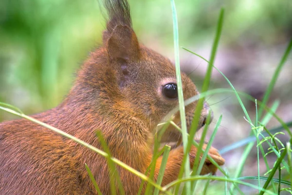 Vörös mókus a kavicsos út Park — Stock Fotó