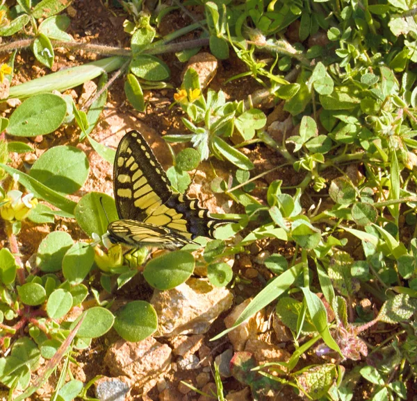 Вітрильник-Папілій Махаон swallowtail — стокове фото