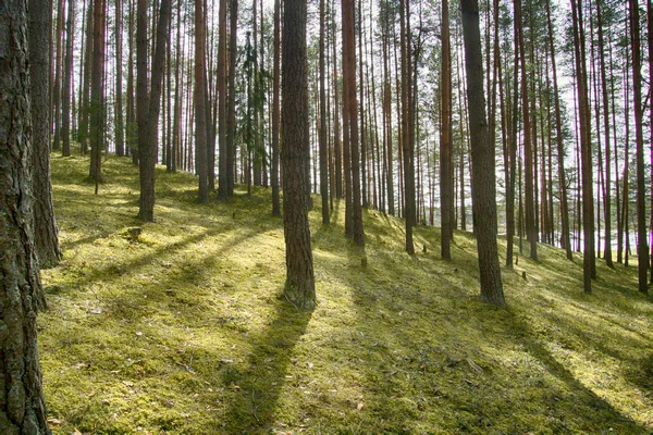 Камес (Мбаппе) и сосновый лес — стоковое фото