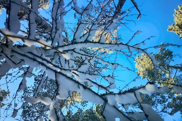 Снег в зимнем лесу с солнечными лучами — стоковое фото