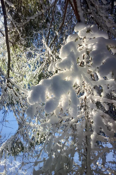 Сніг в зимовому лісі з сонячними променями — стокове фото
