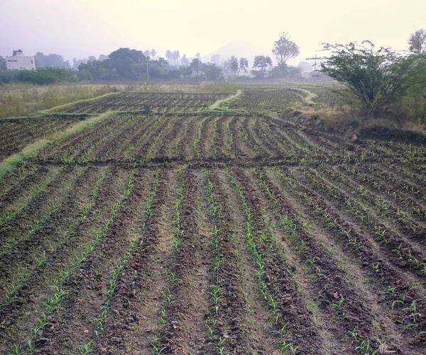 Planted with rice checks not yet filled with water