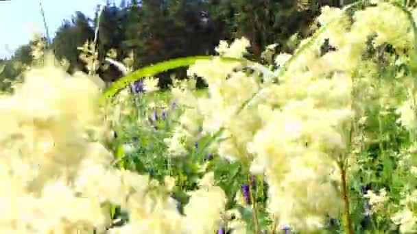 Charming walk on flowering meadows in summer day — Stok Video